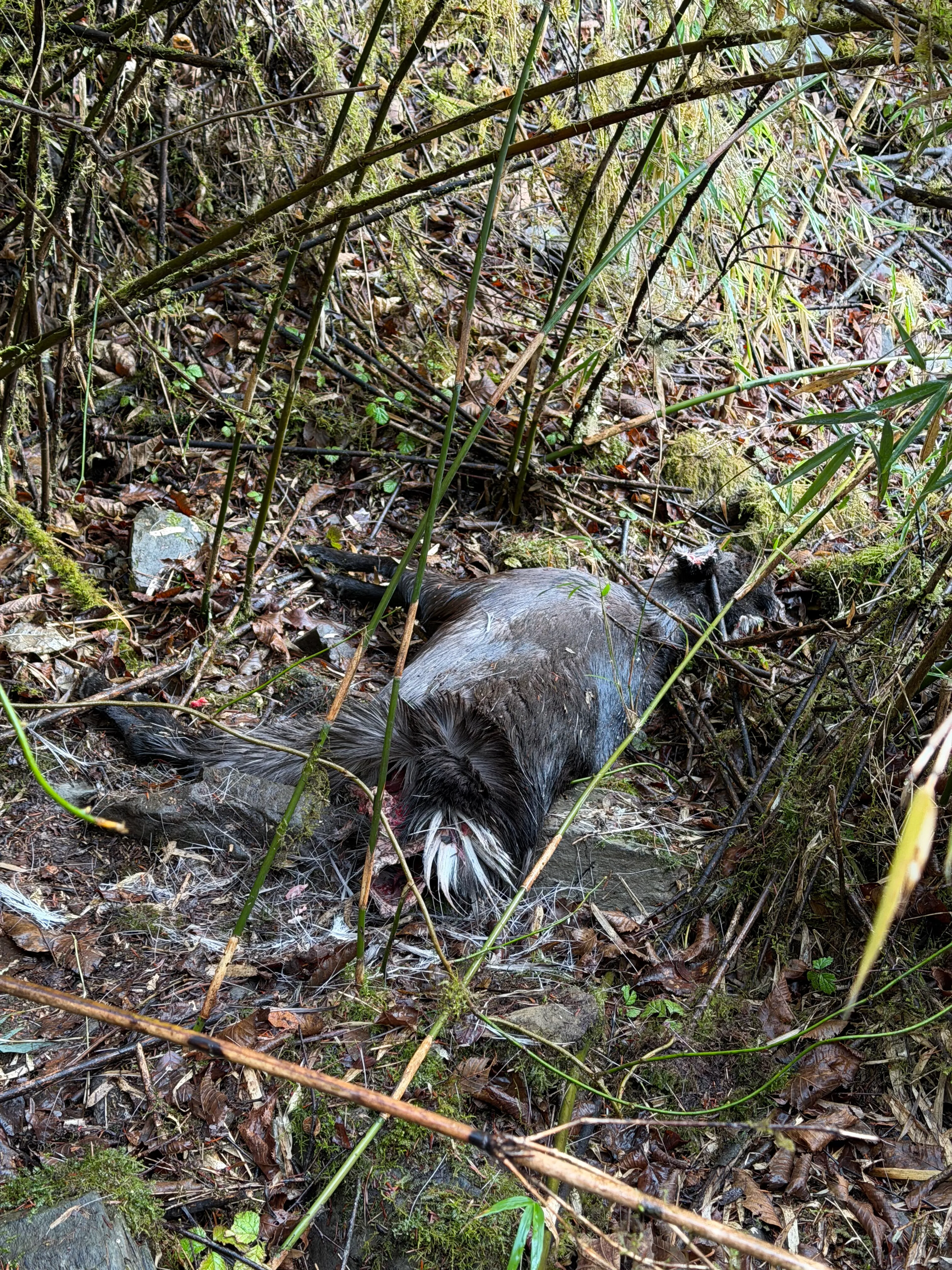 Relatively fresh Chinese goral carcass lying among bamboo and leaf litter on a forest slope.