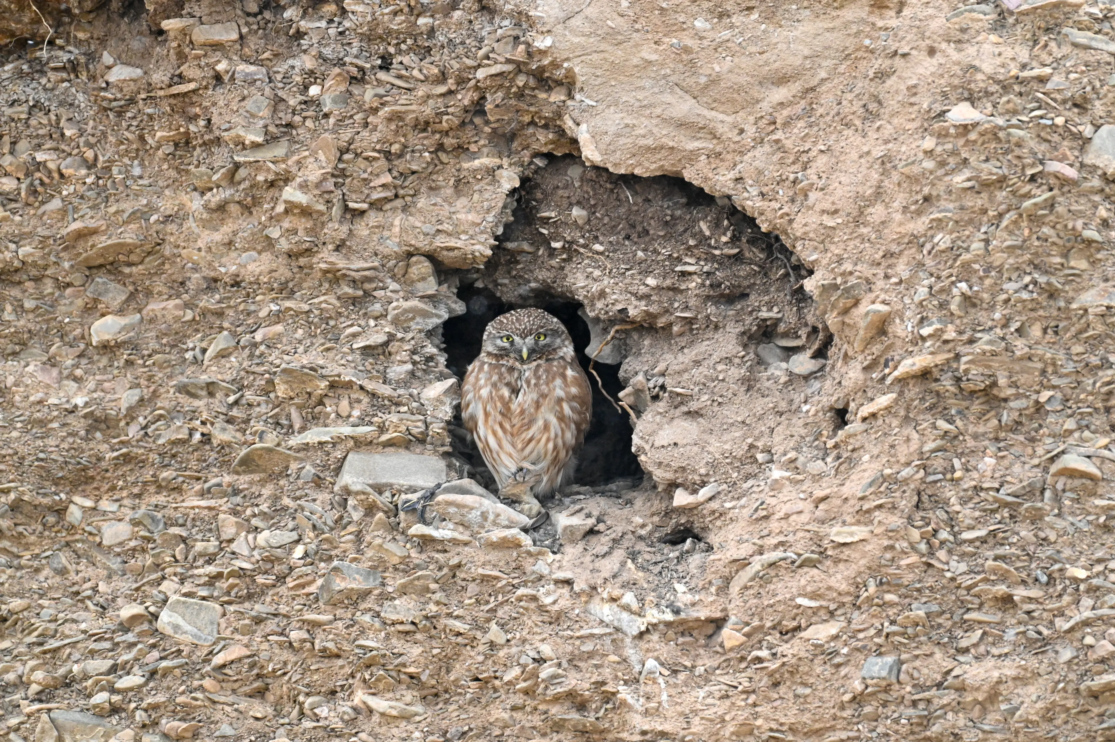 Little owl at Qinghai