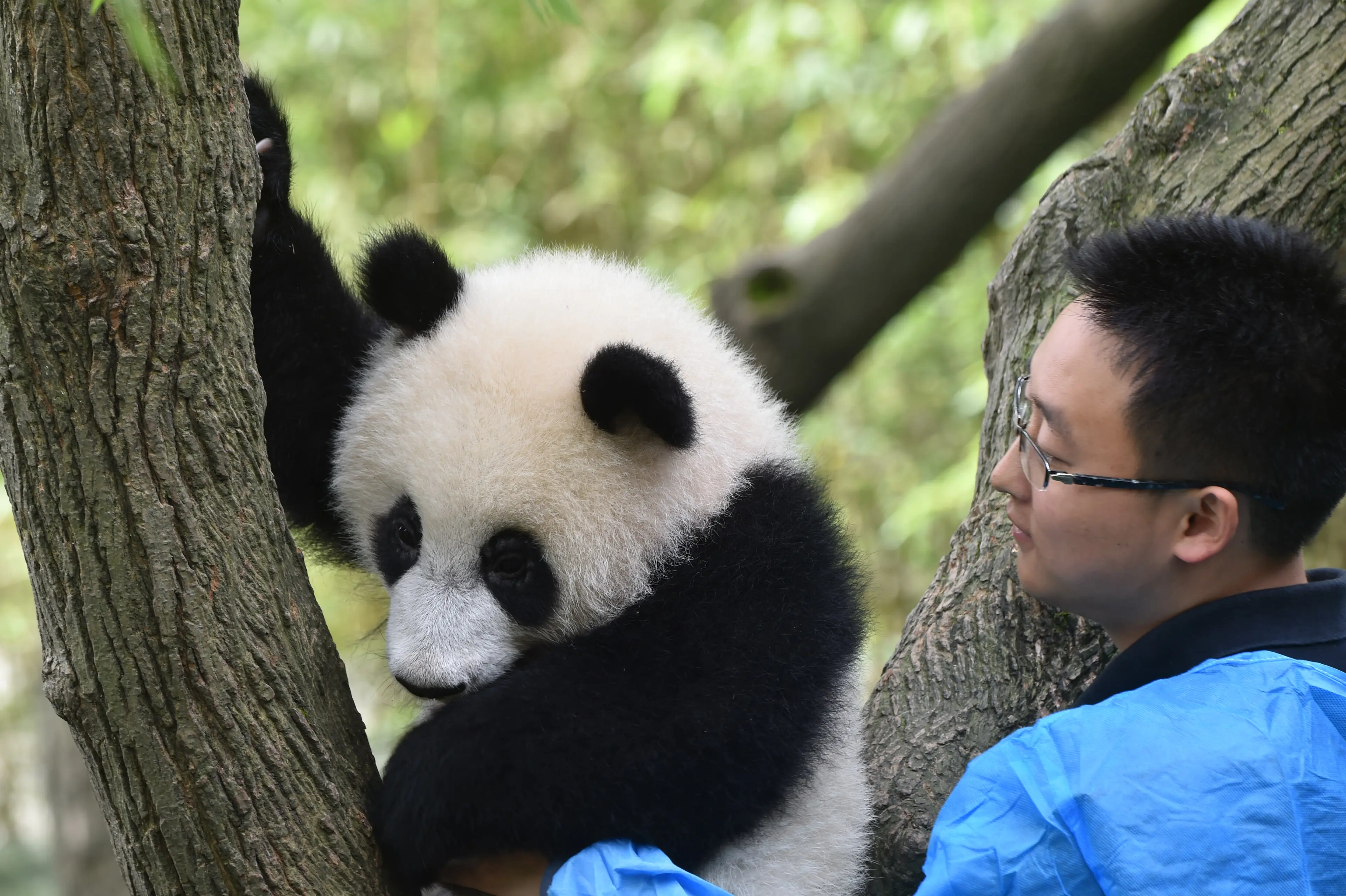 Giant panda at Chengdu, juvenile (2)