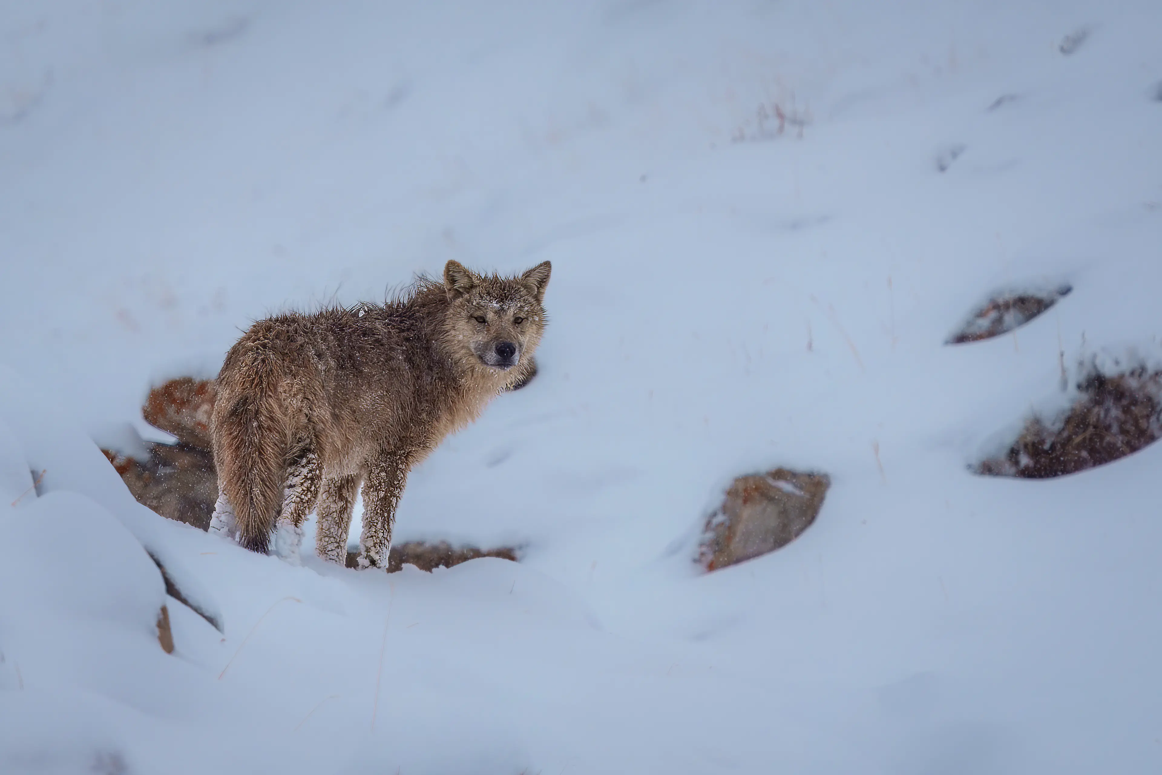 Tibetan wolf at Qinghai