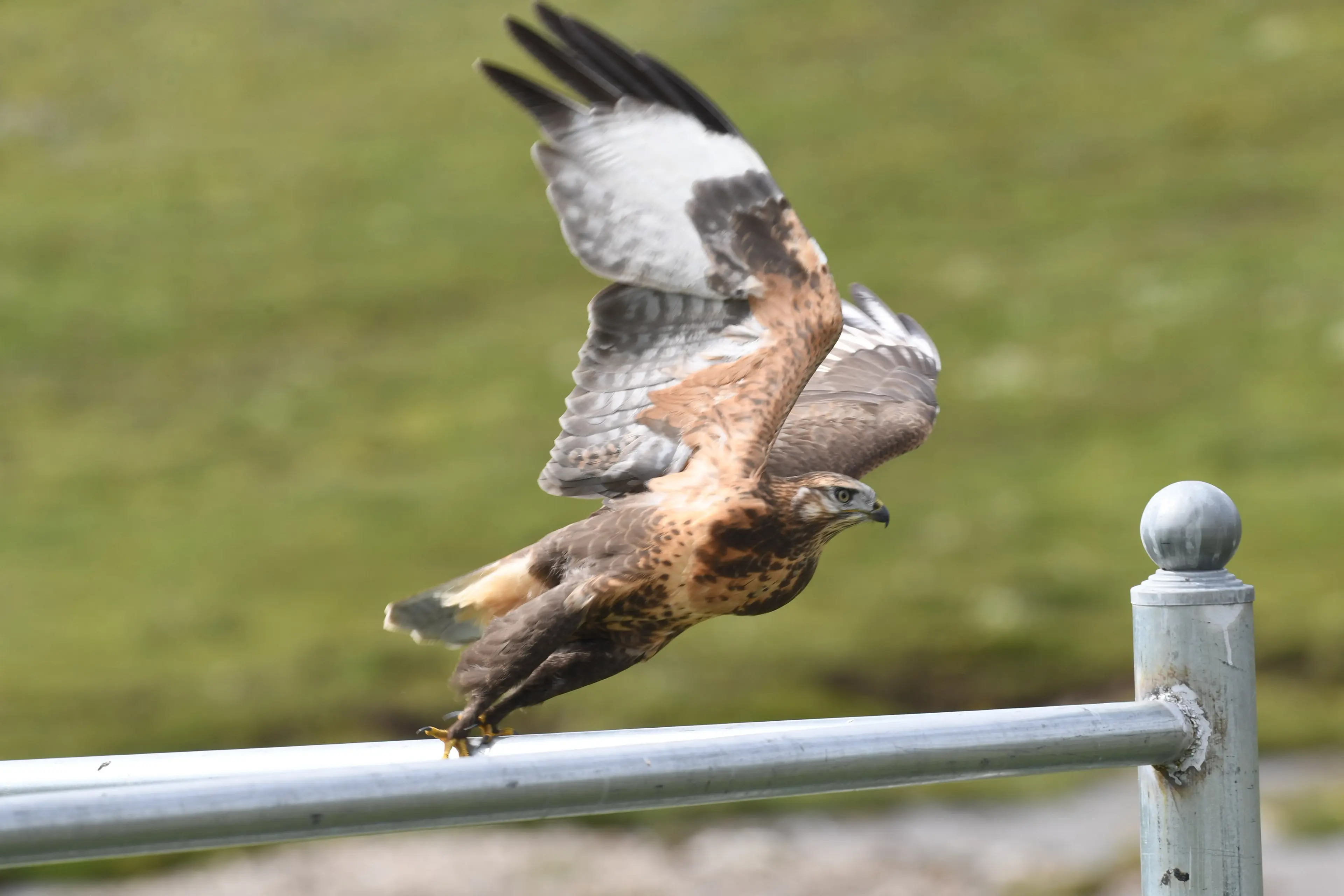upland-buzzard-ruoergai.jpg