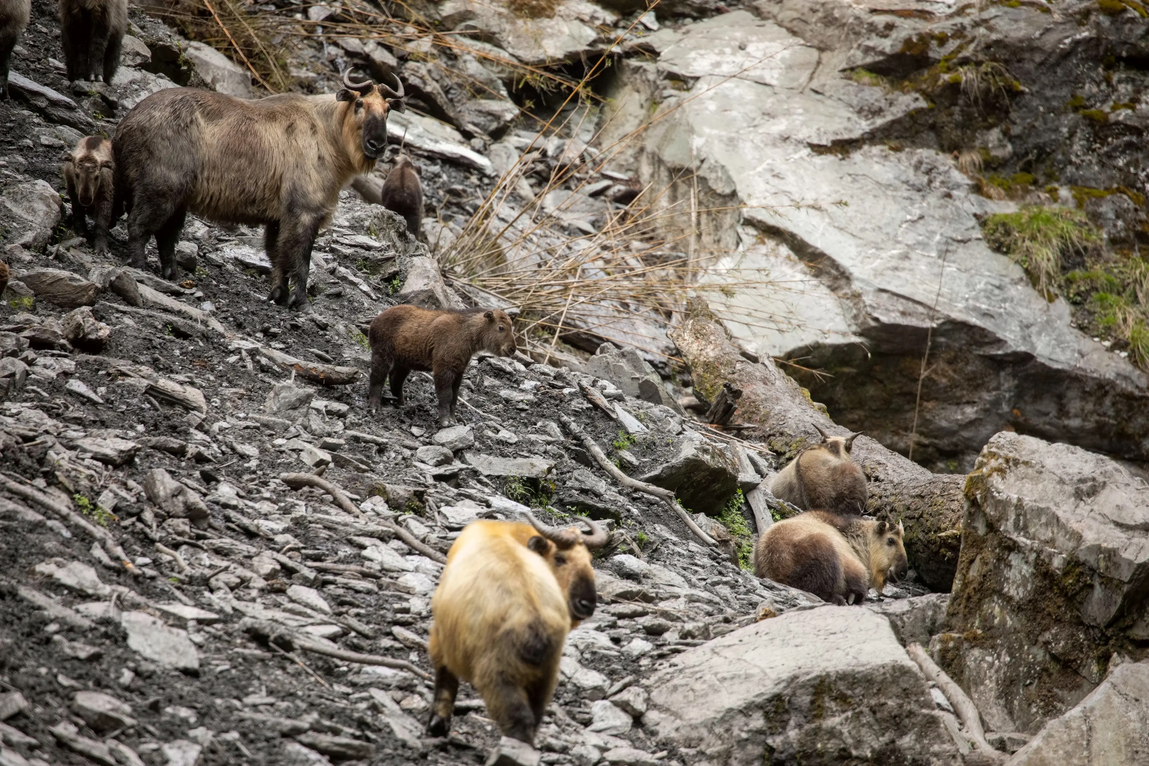 Sichuan takin at Sichuan, family