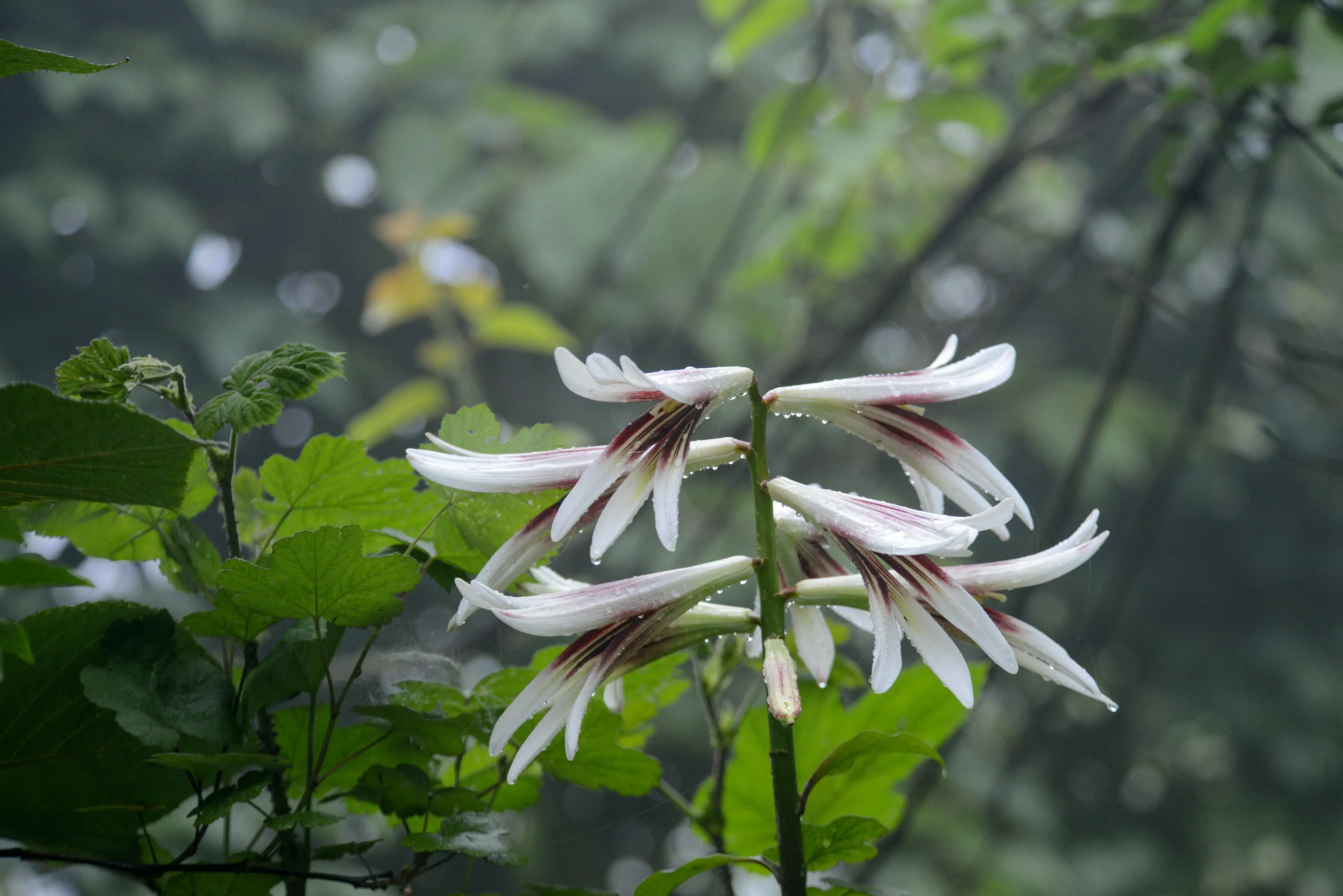 Wild lily at Sichuan