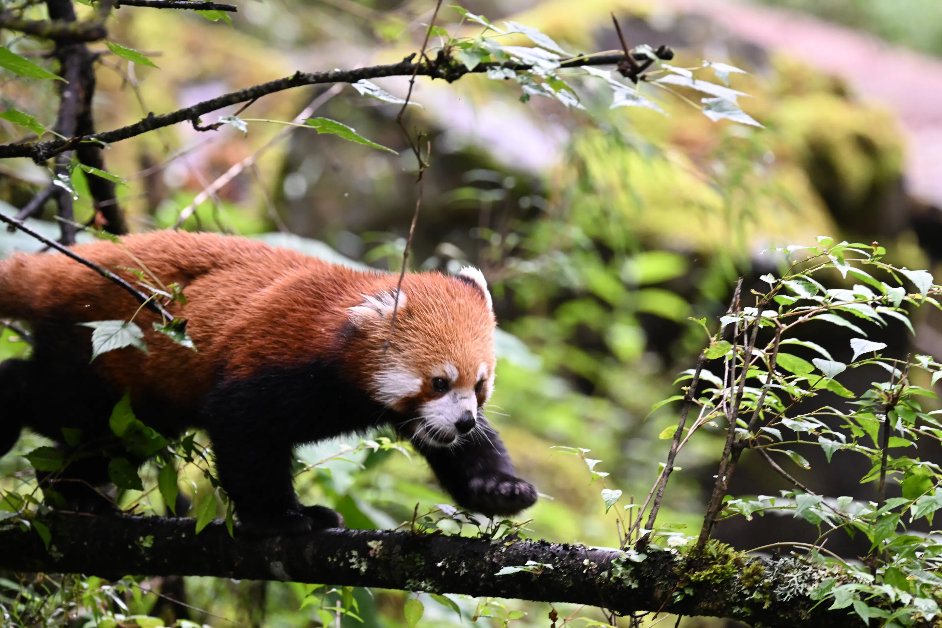Red panda at Sichuan (3)