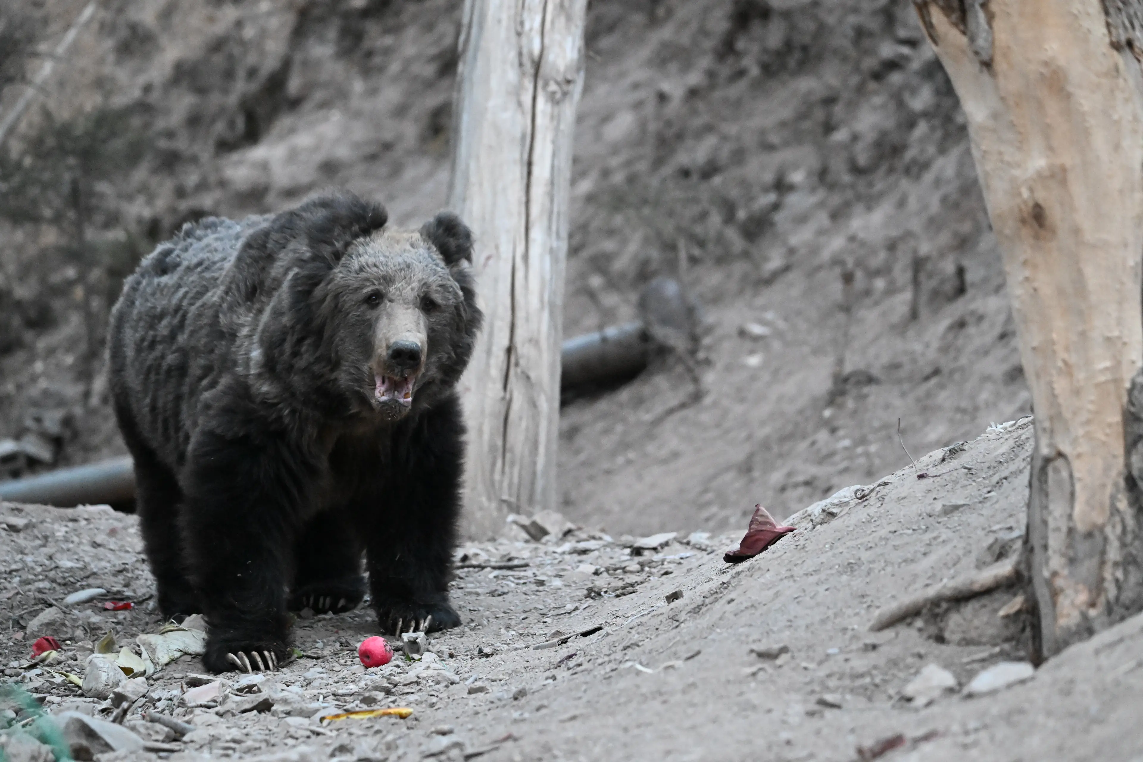 Tibetan brown bear at Hoh Xil