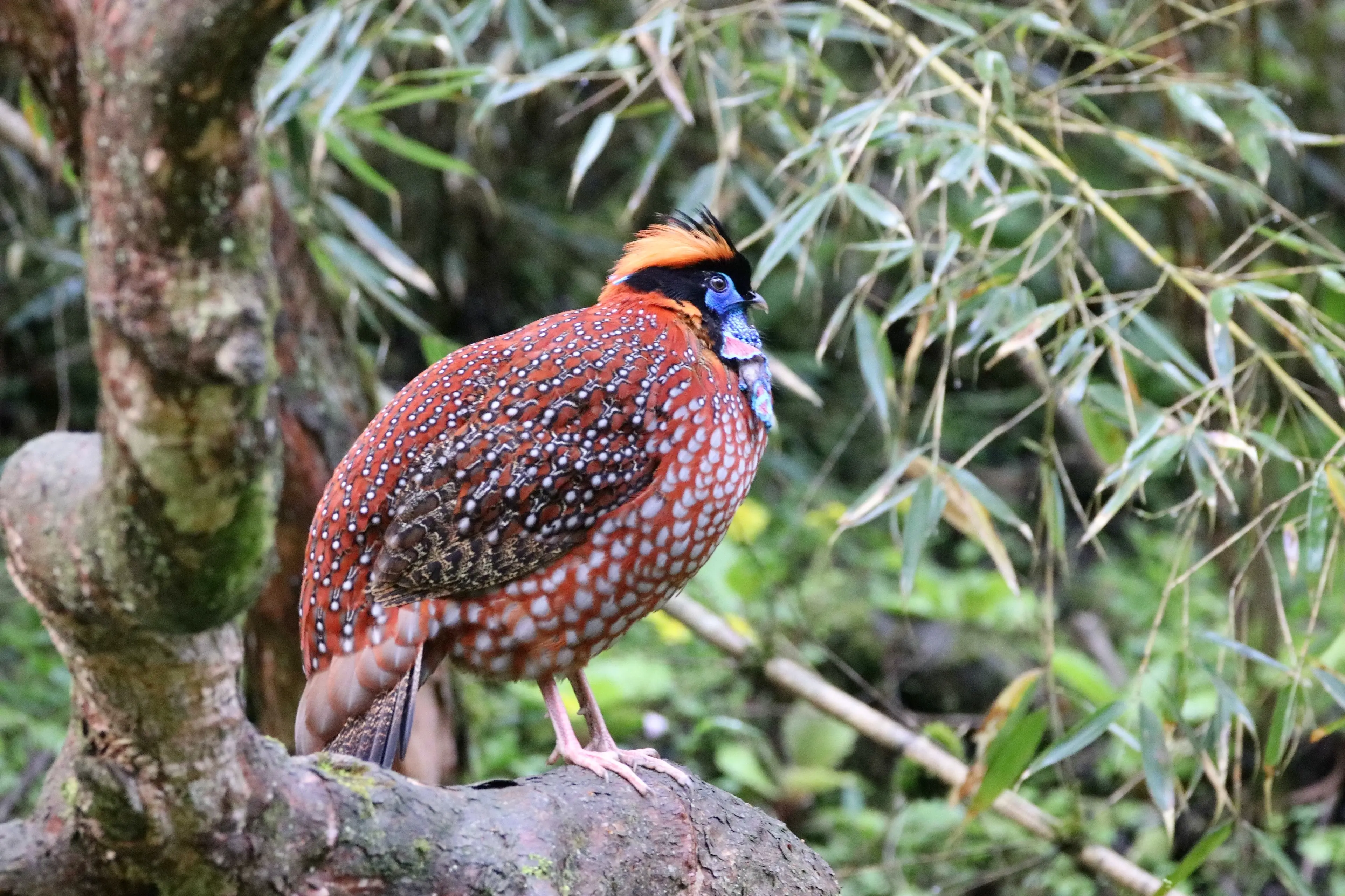 Temminck's tragopan at Wolong
