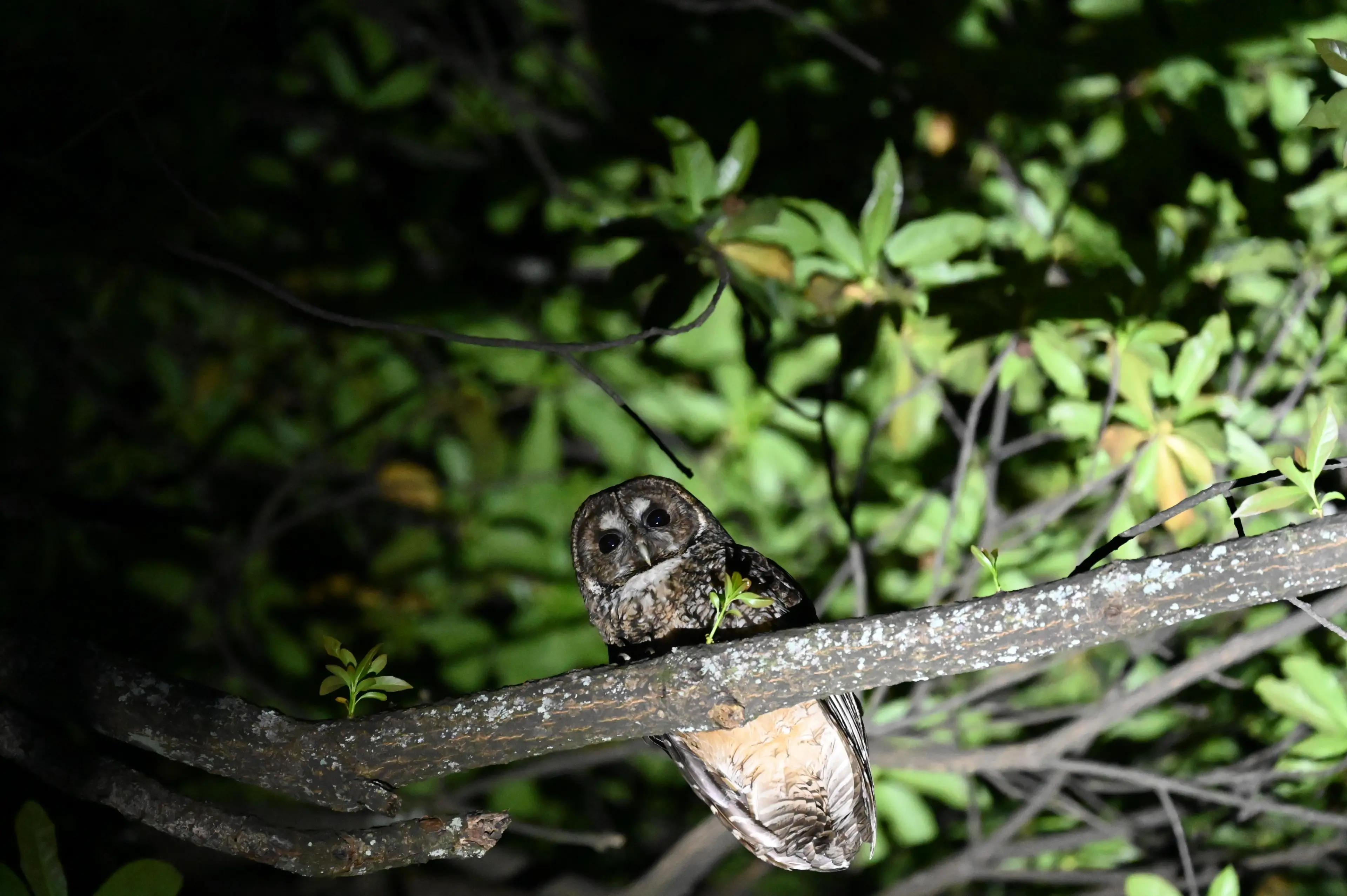 himalayan-owl-wawushan-sichuan.jpg