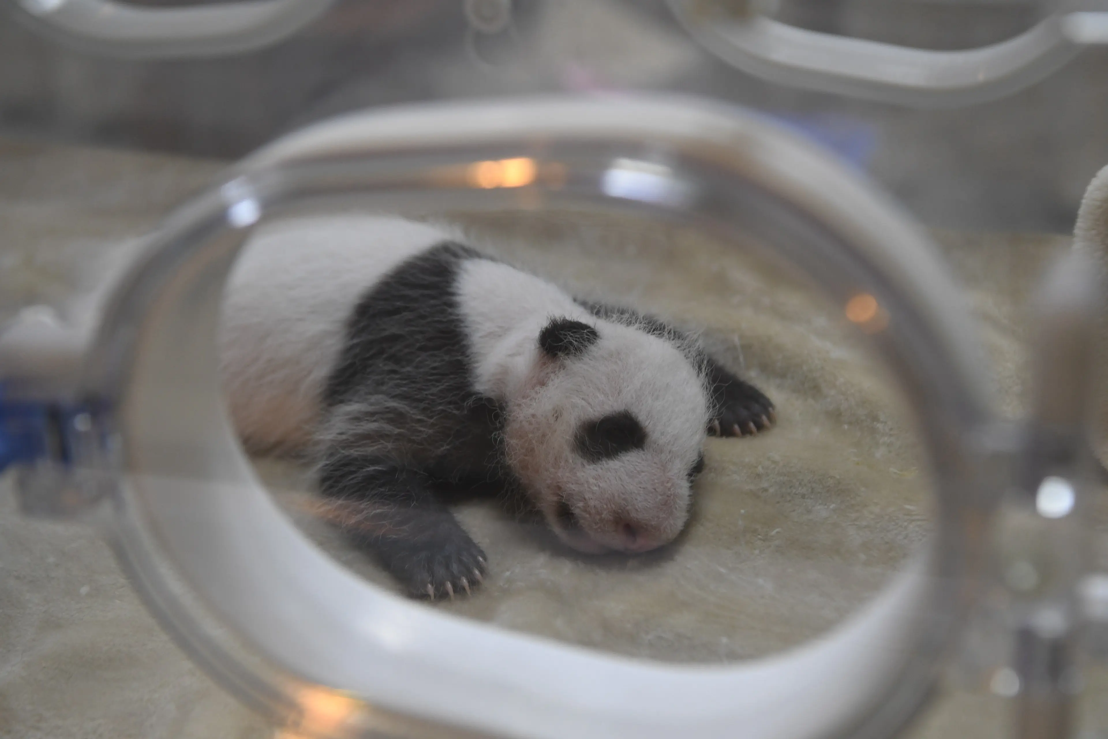 Giant panda at Chengdu, juvenile