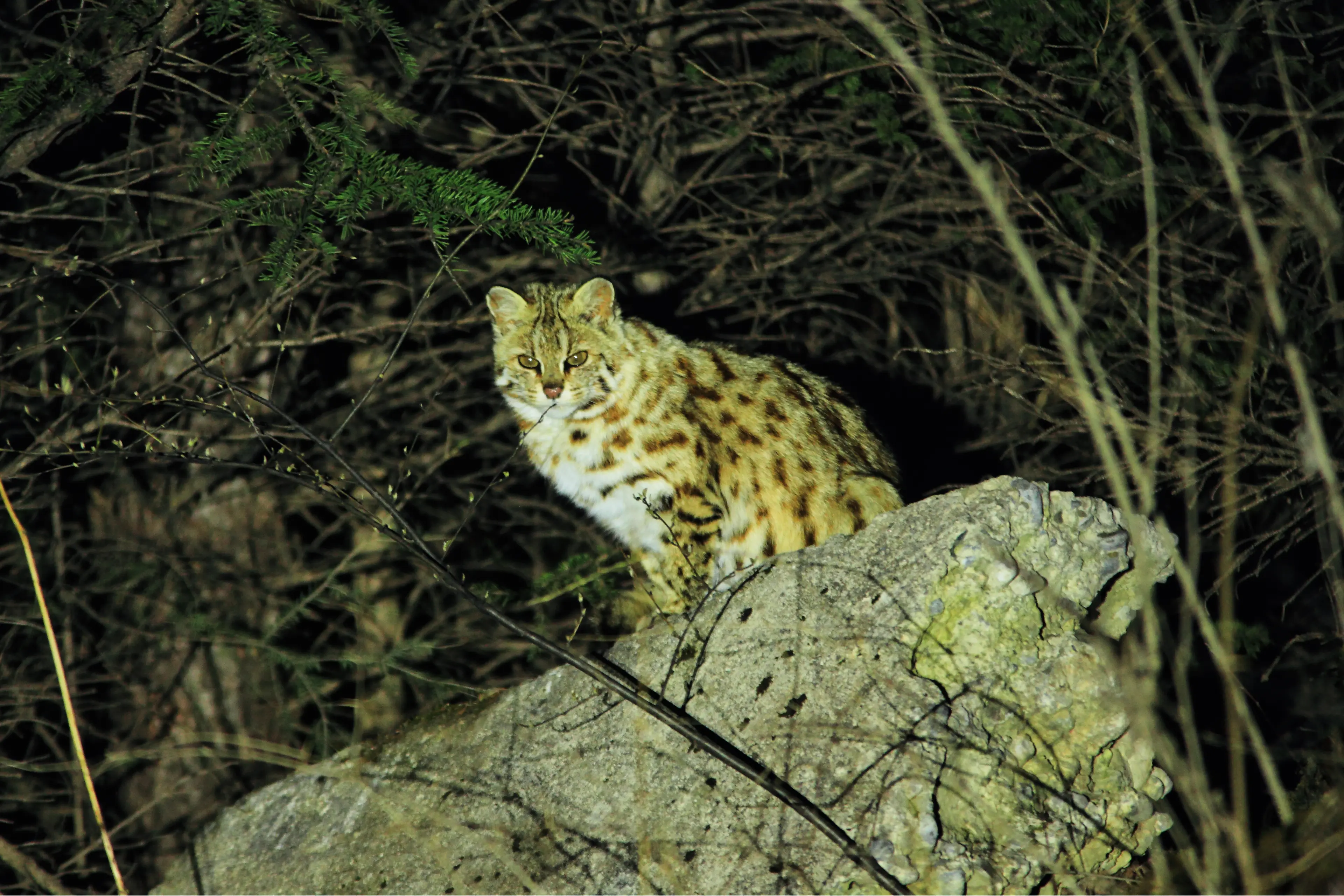 Leopard cat at Tangjiahe, night