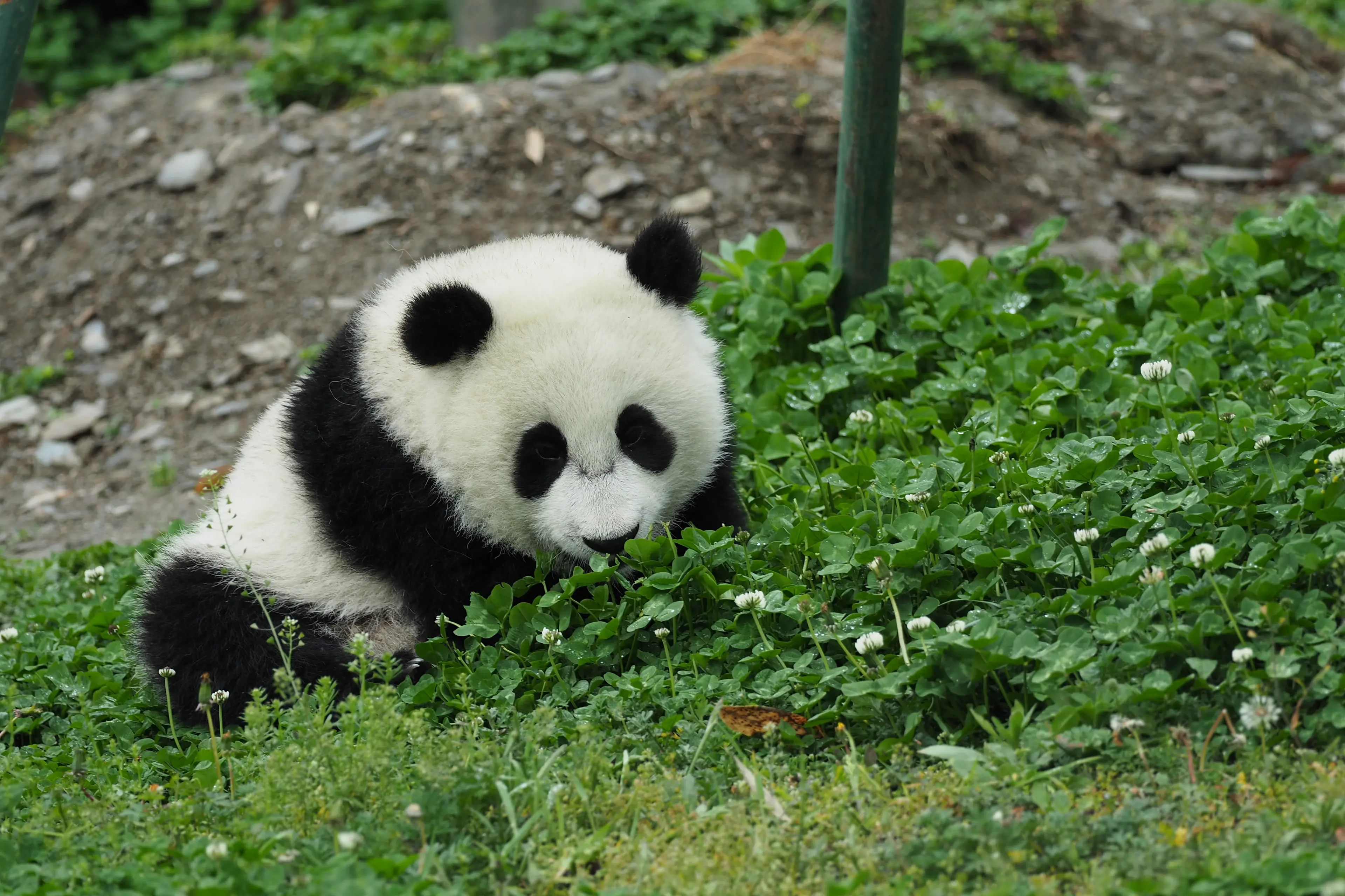 Giant panda at Sichuan, juvenile