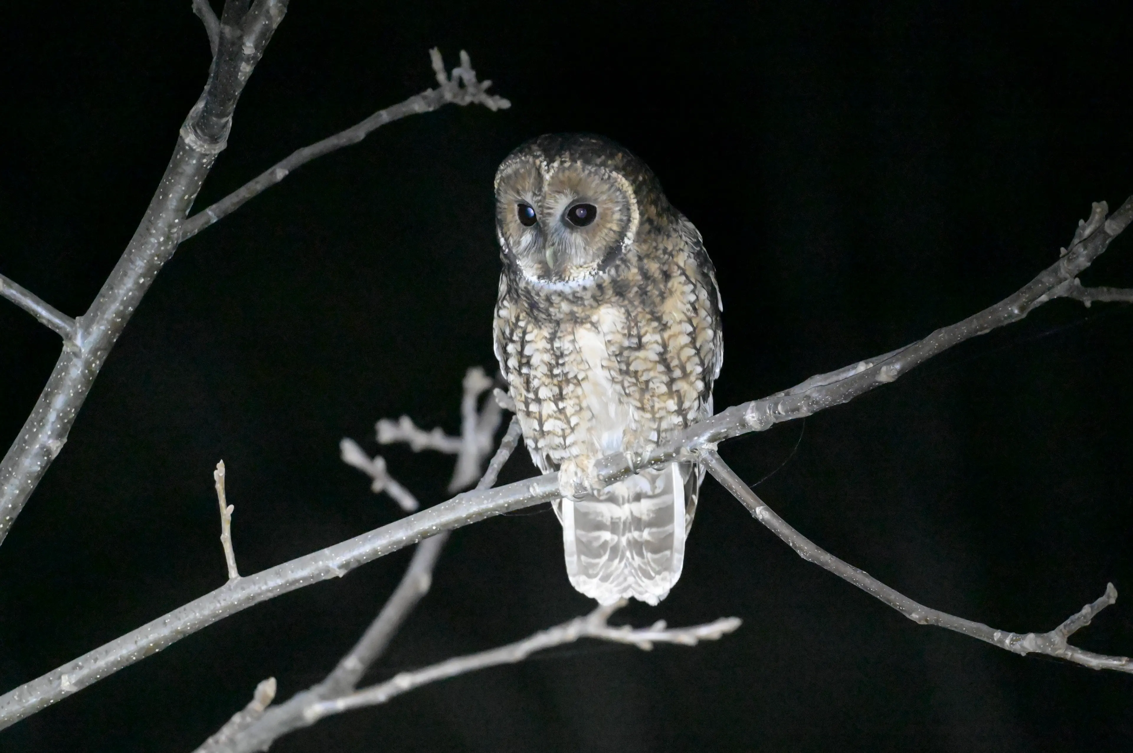 Owl at Jiajinshan