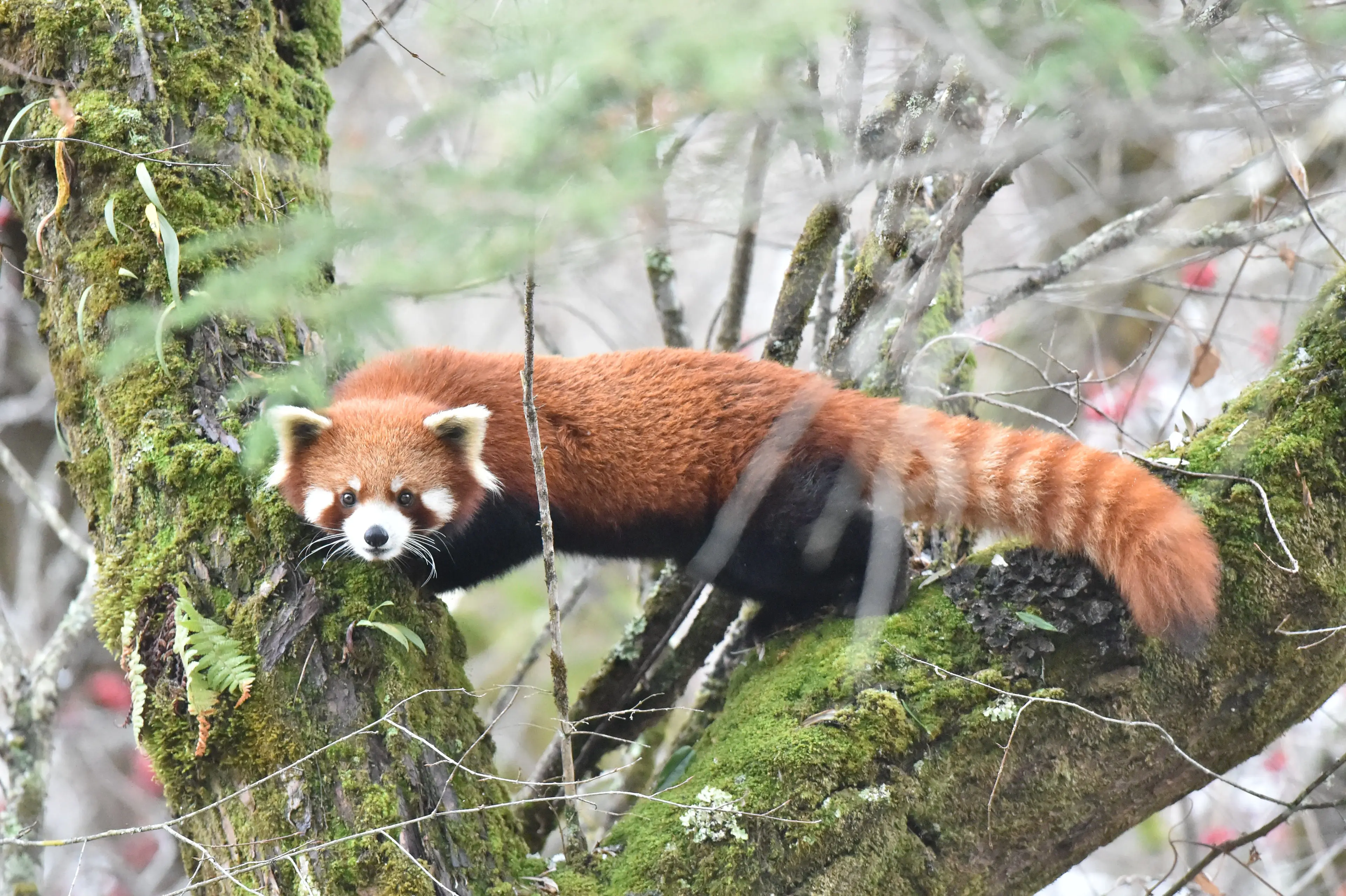 Red panda at Labahe