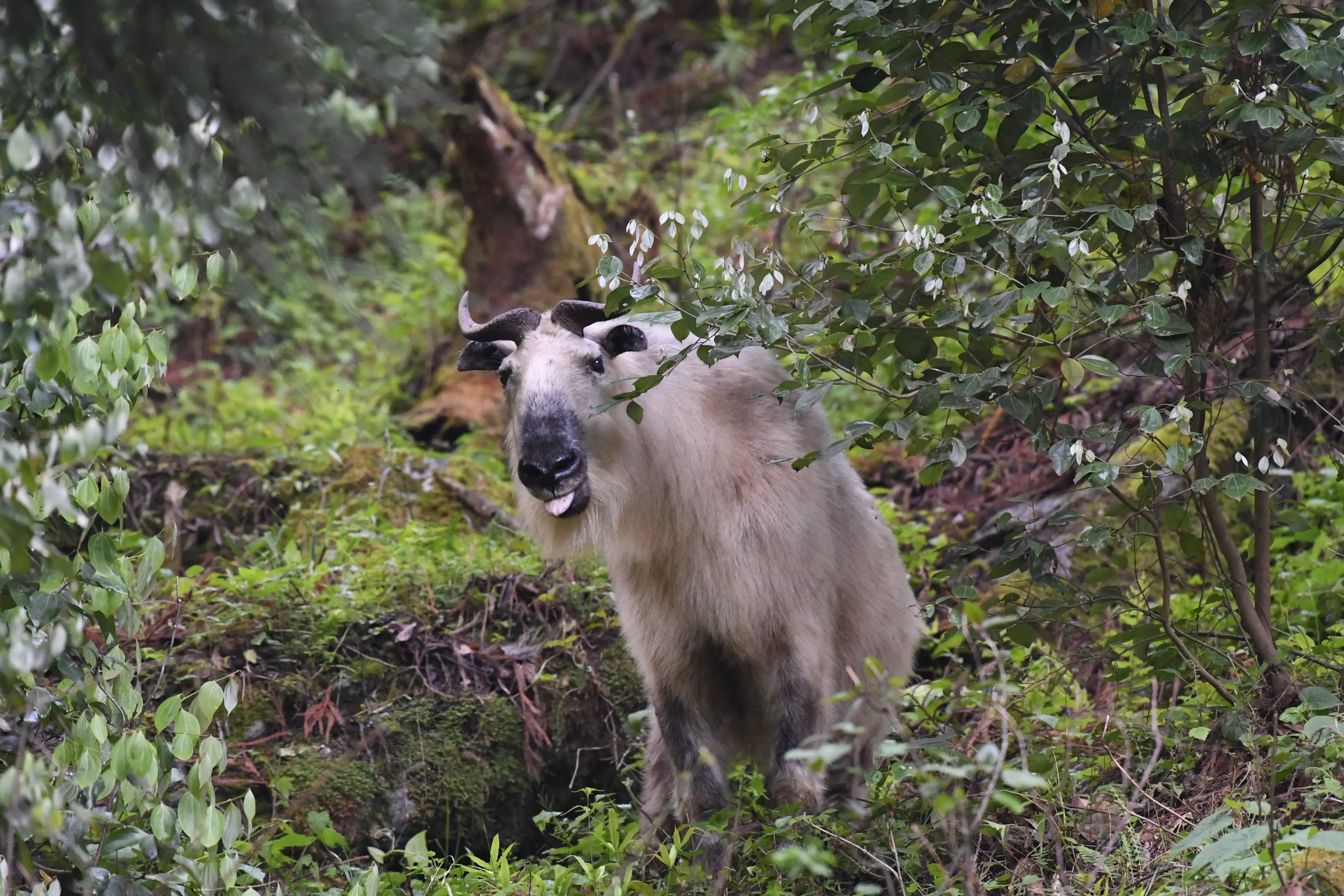 sichuan takin in tangjiahe