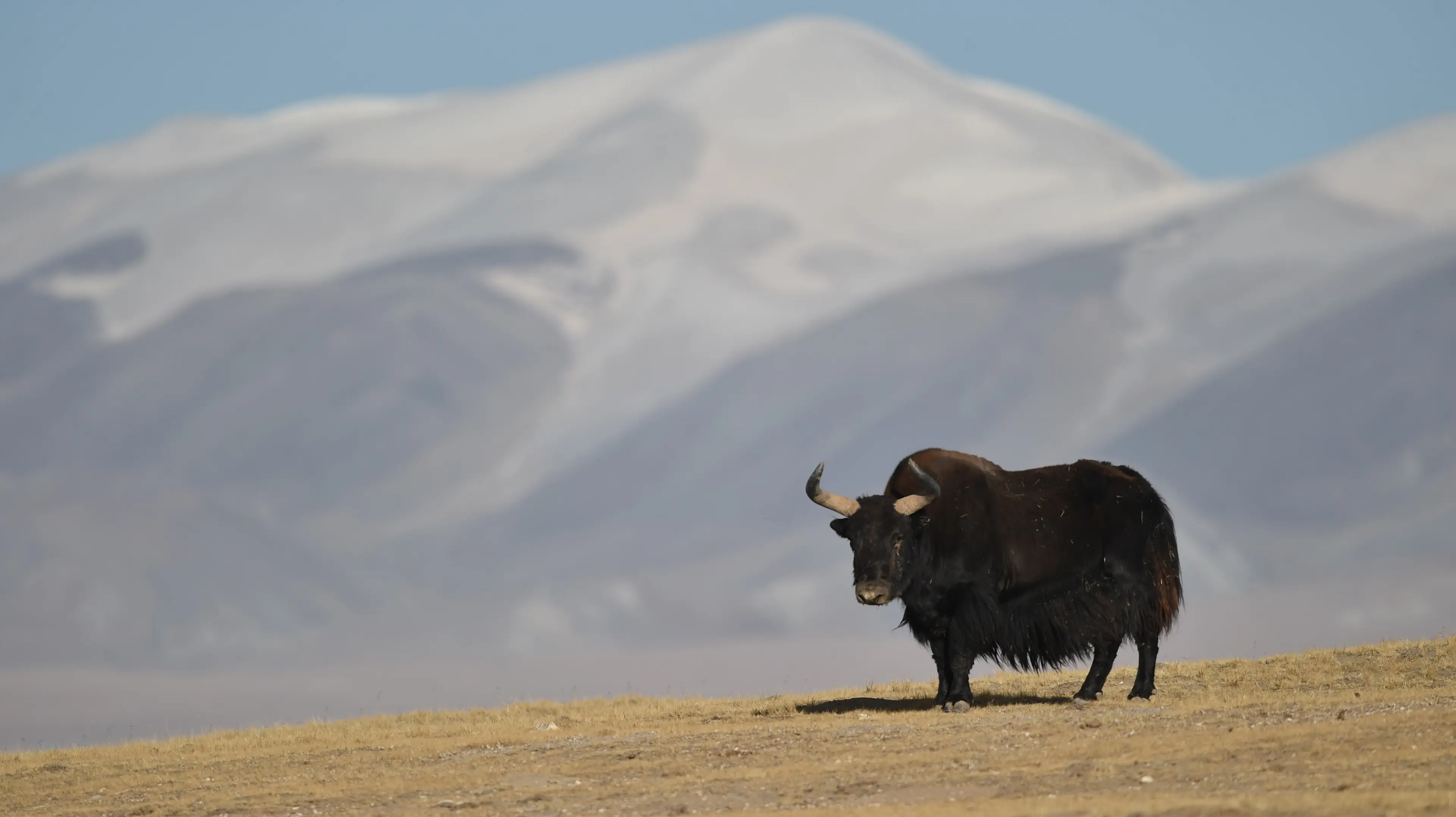Wild yak at Hoh Xil