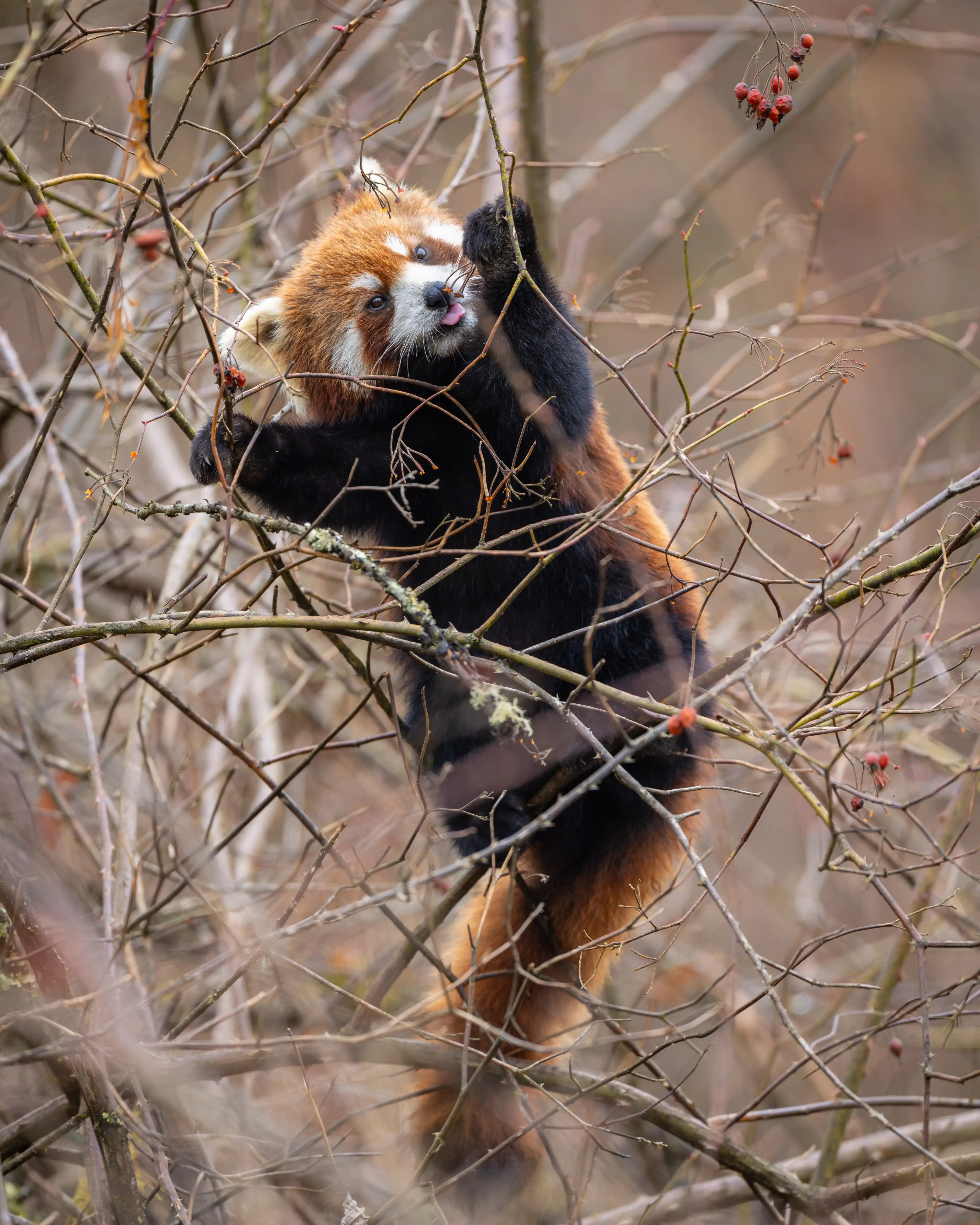 Red panda climbing among berry branches at Labahe