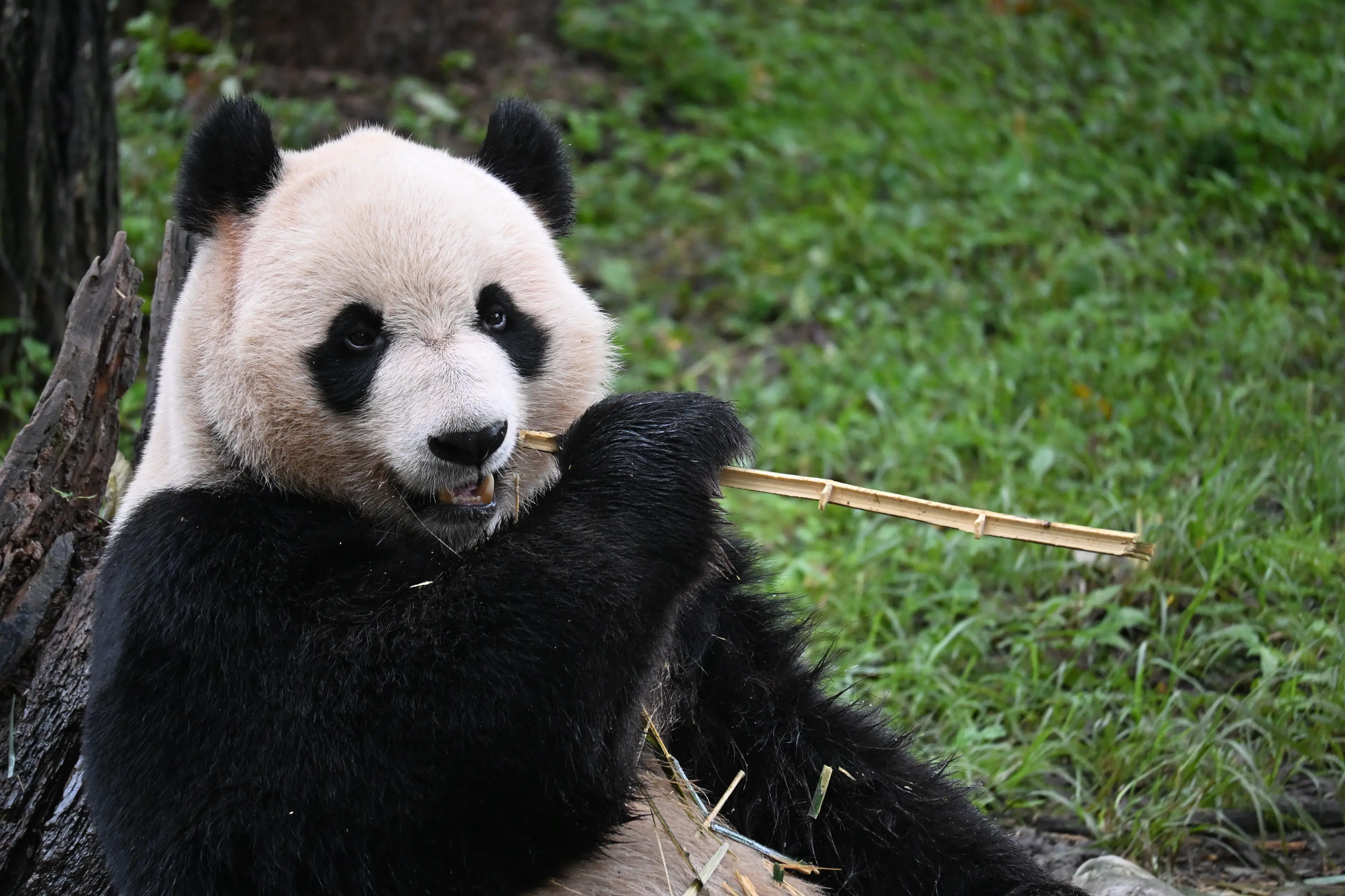 Giant panda at Wolong, portrait
