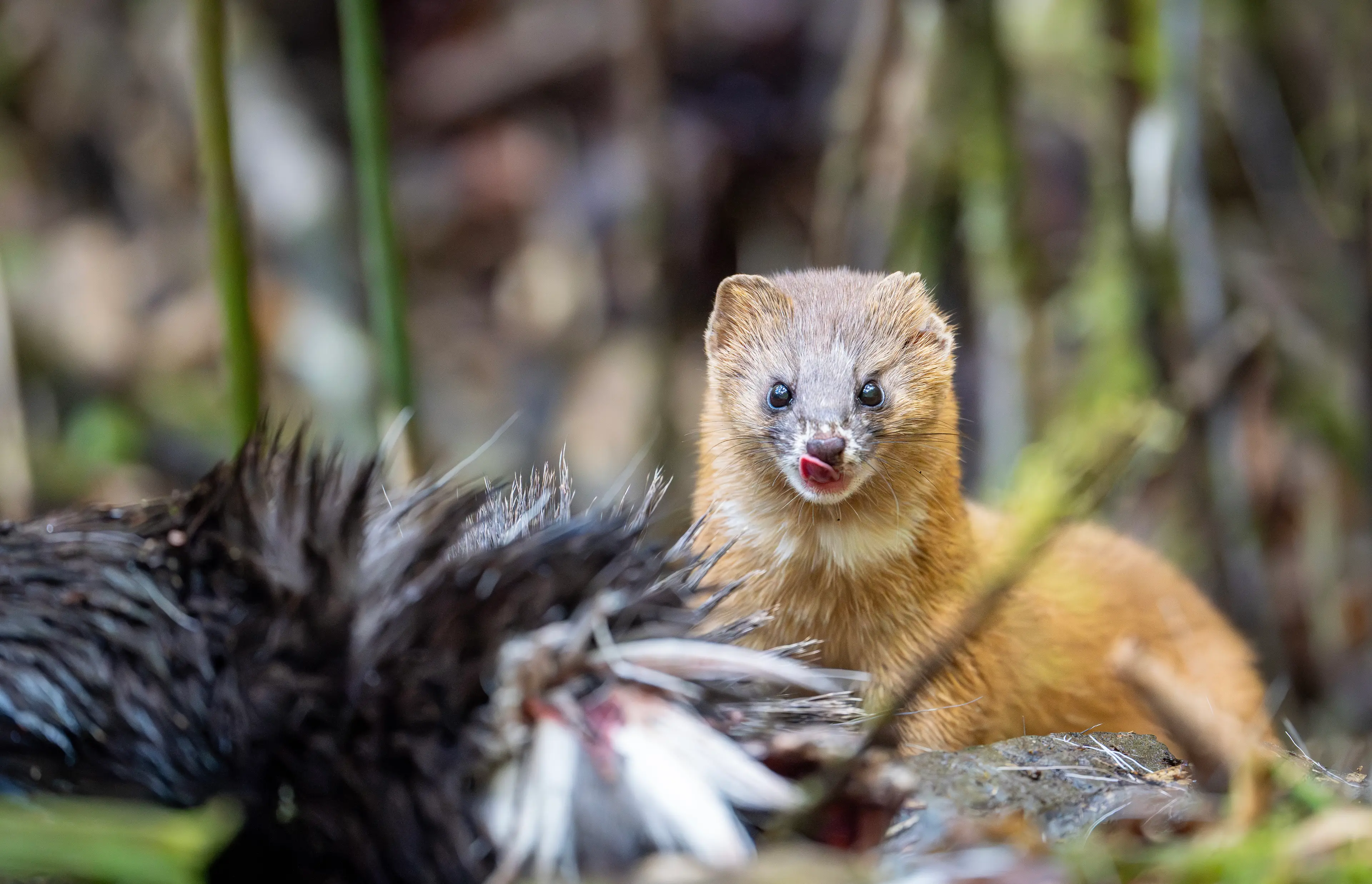 Siberian weasel beside a Chinese goral carcass during a giant panda tracking day in Sichuan.