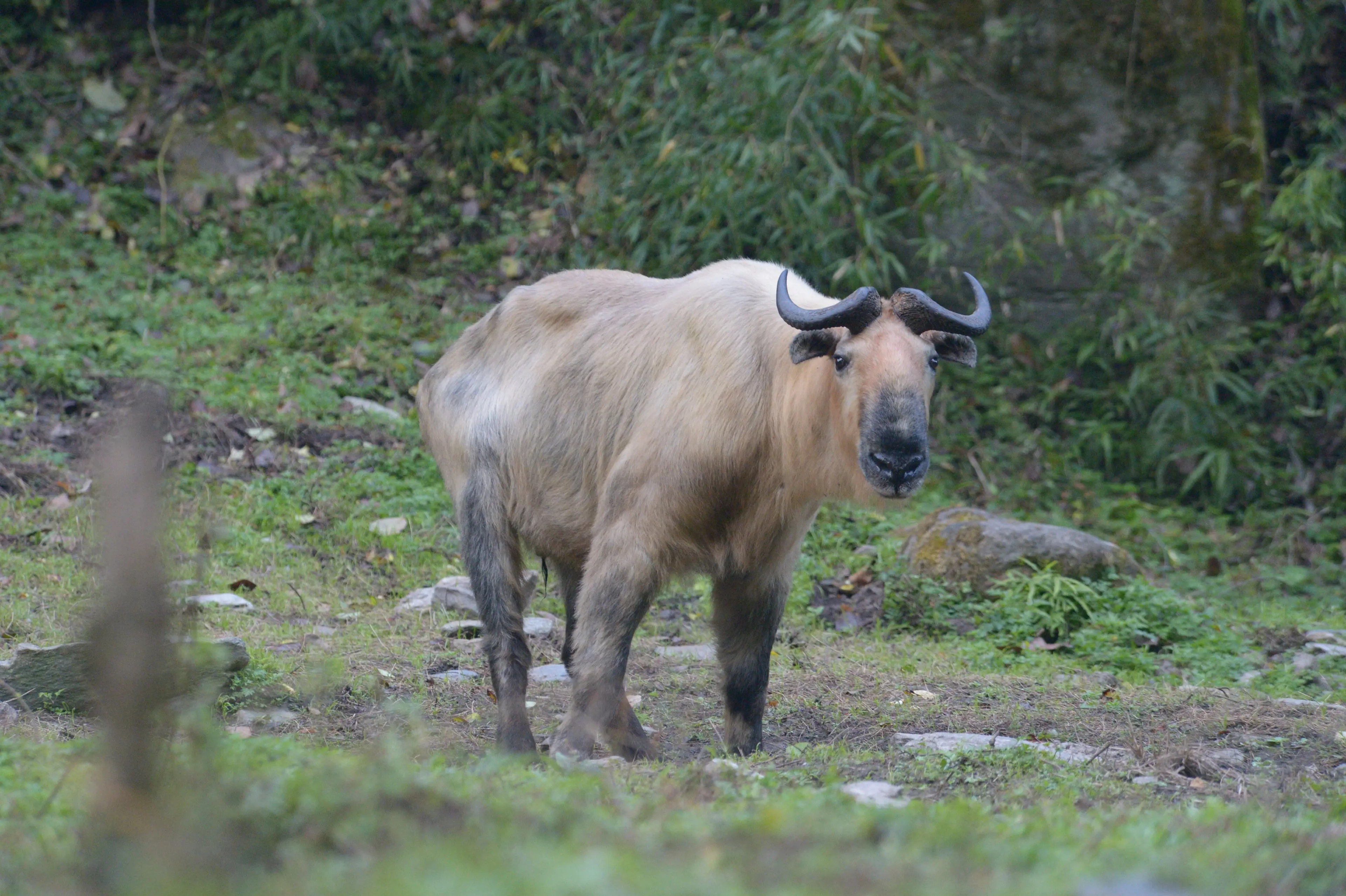 Sichuan takin at Tangjiahe