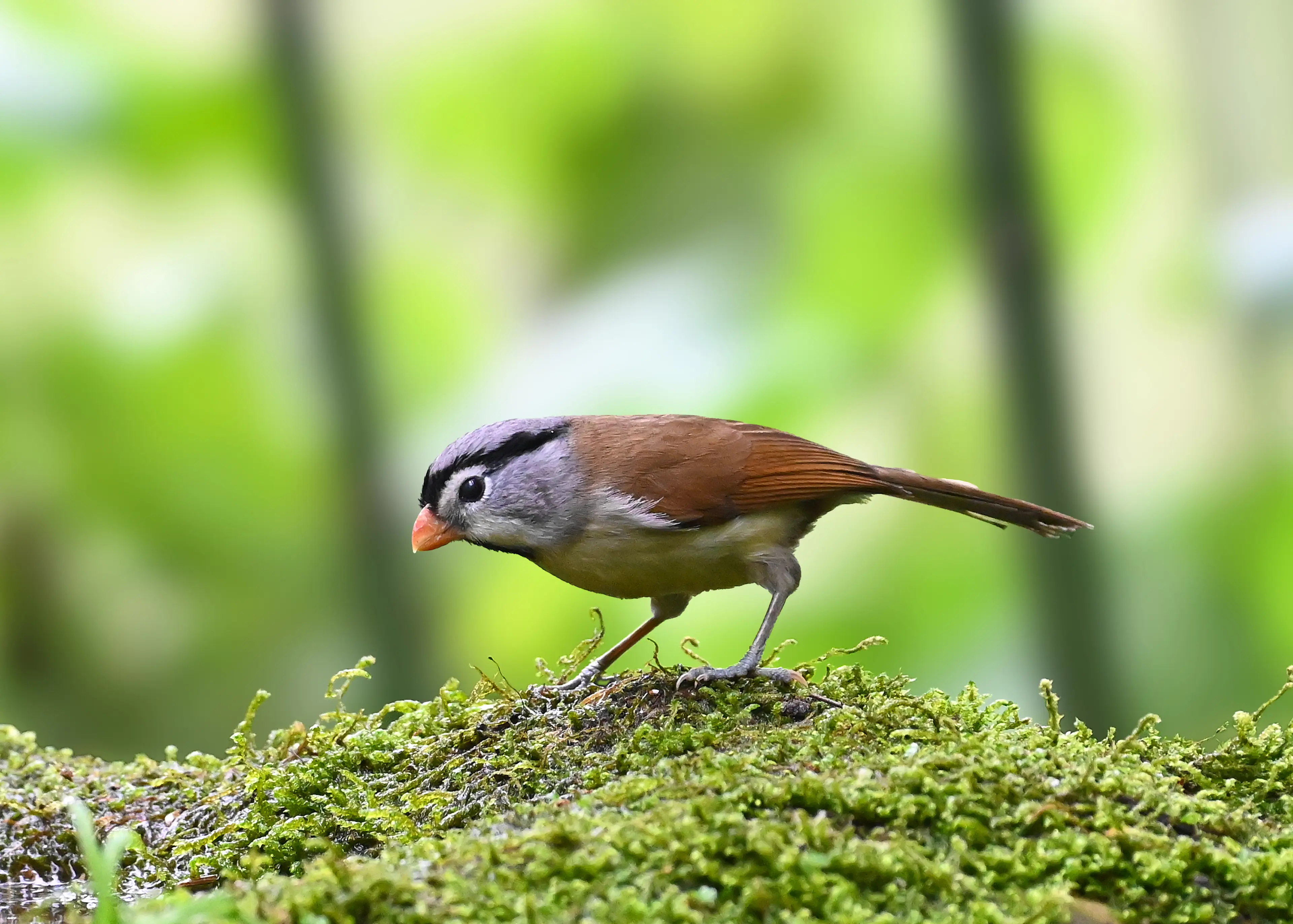 Parrotbill at Sichuan (4)