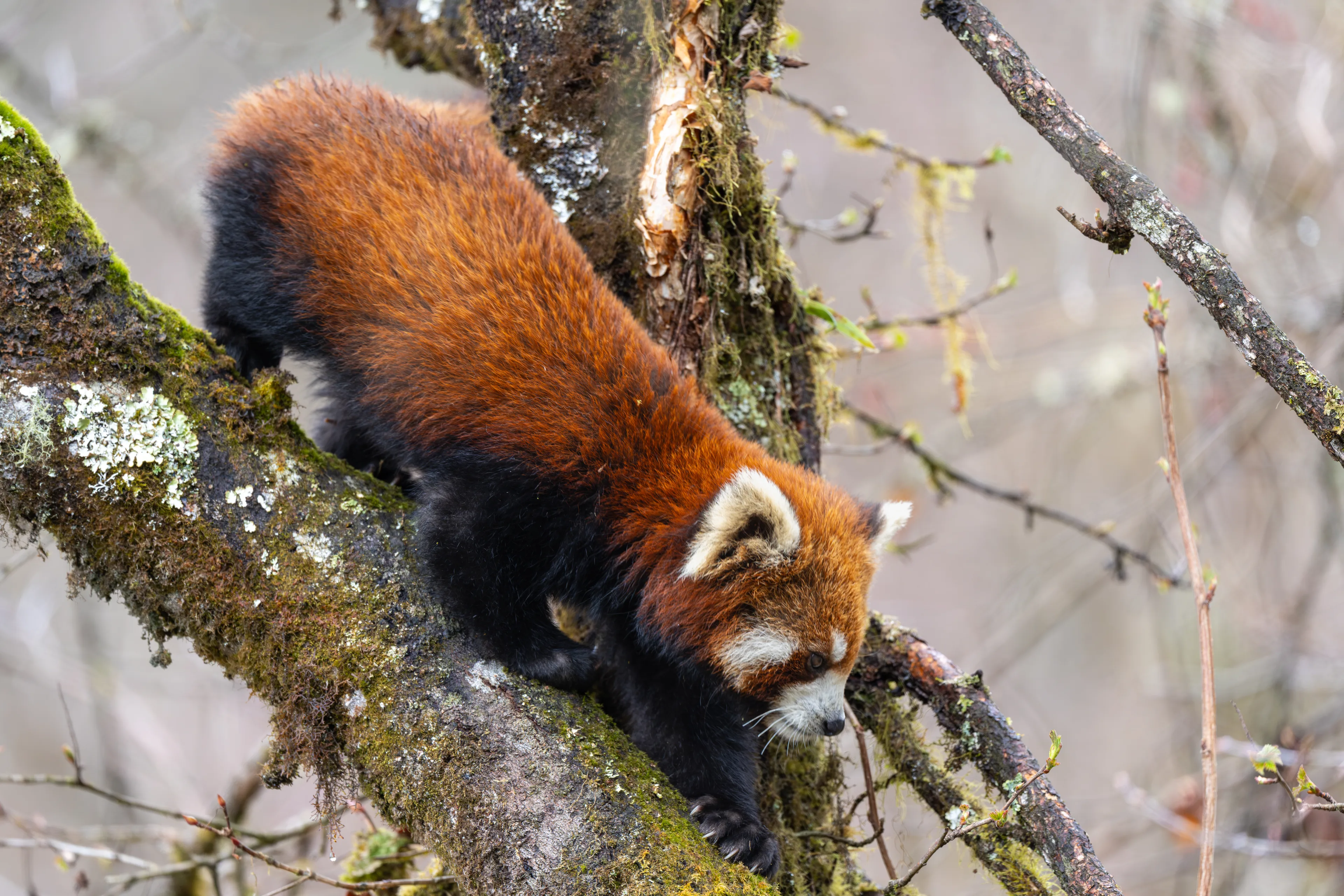 A wild red panda climbing down a mossy branch at Labahe.