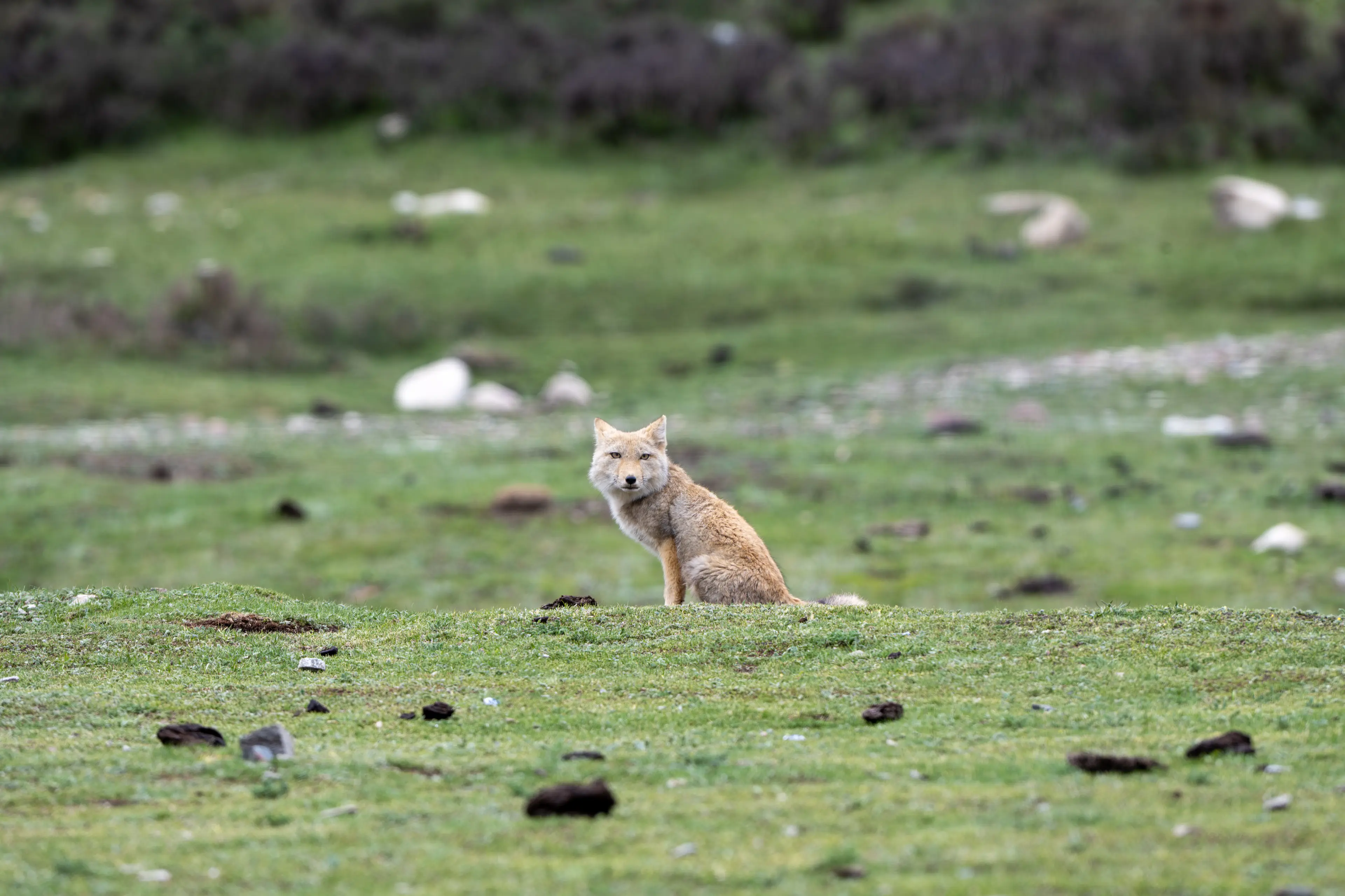 Tibetan sand fox at Qinghai