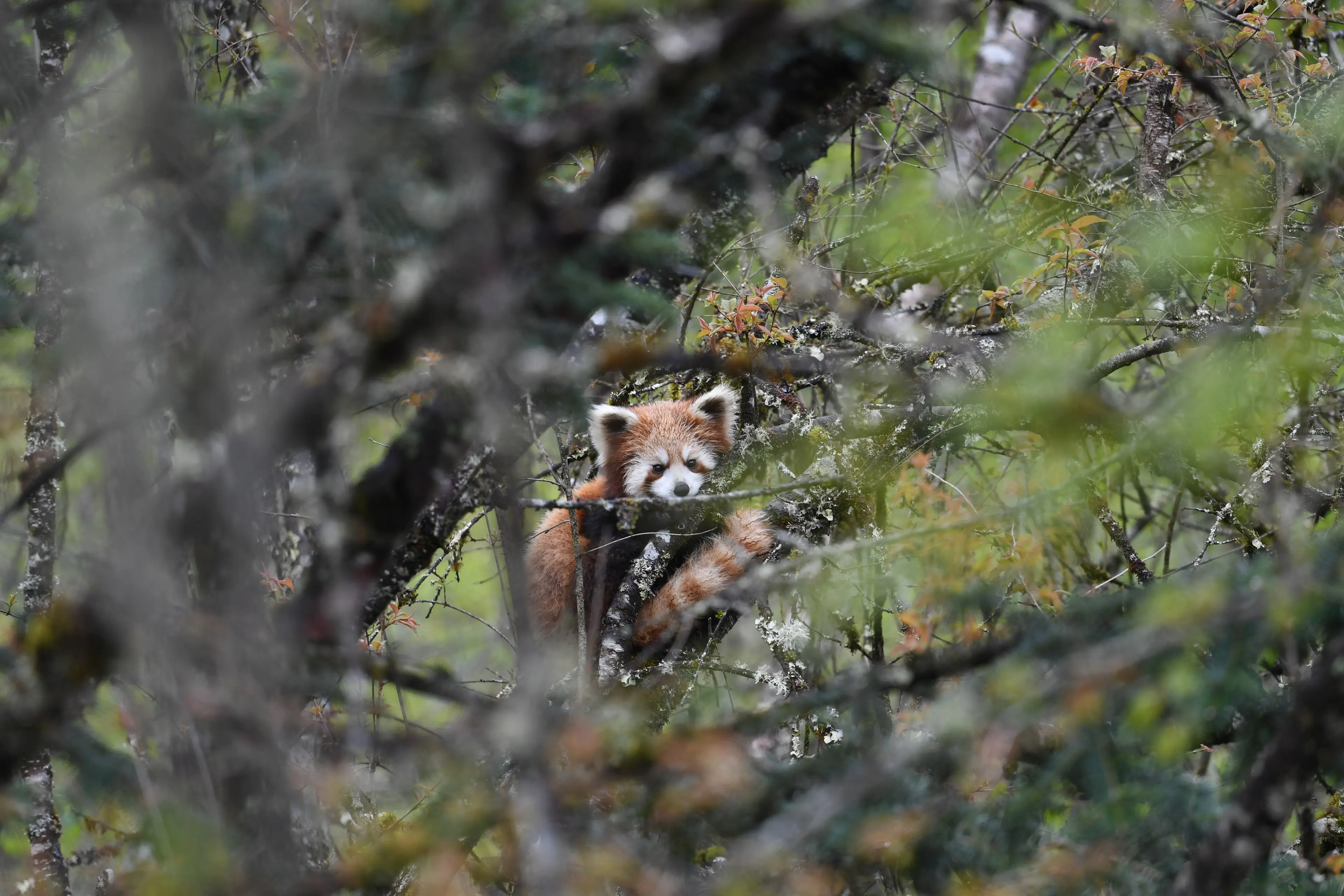 Red panda at Jiajinshan