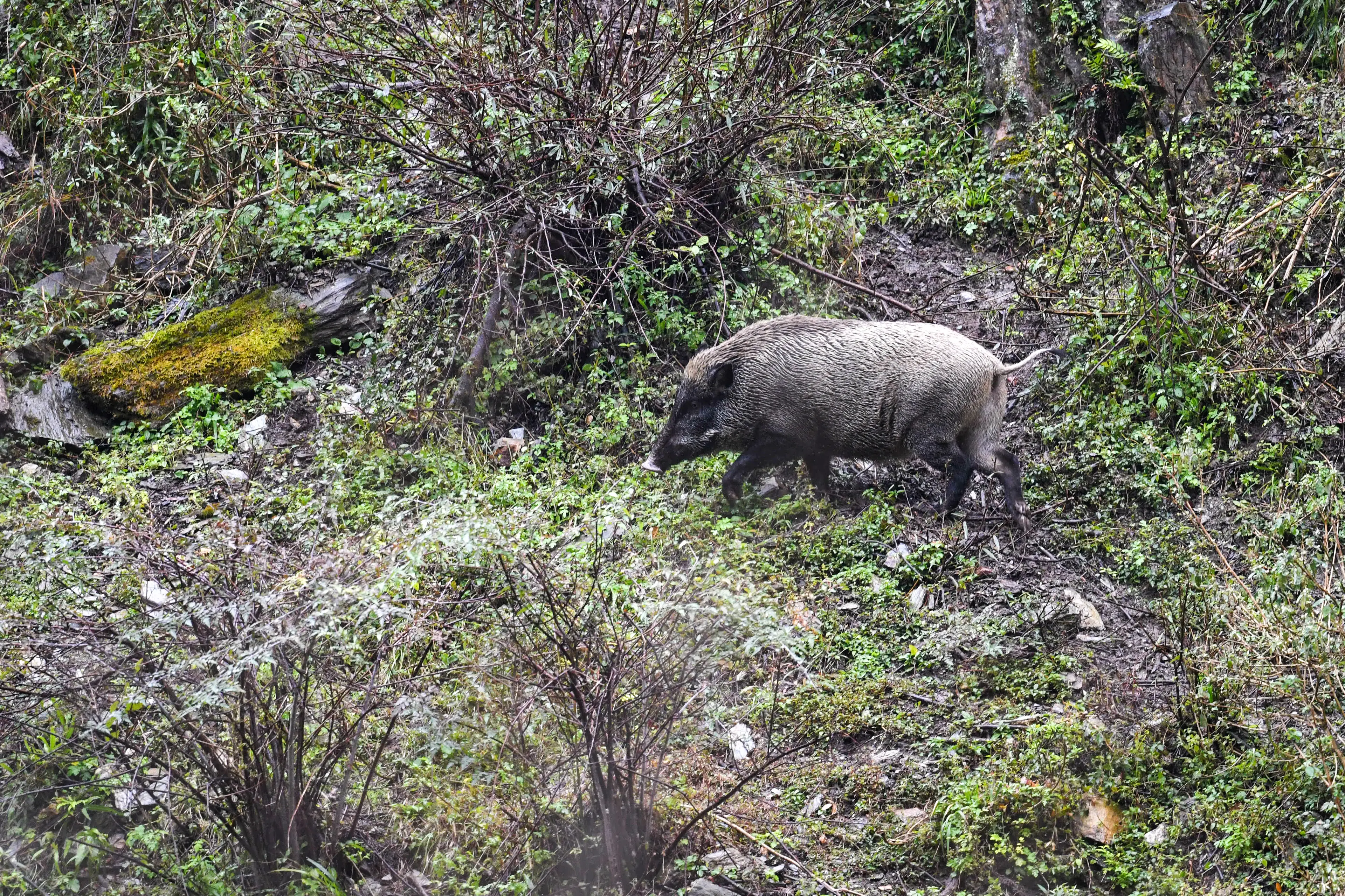 Wild boar at Tangjiahe