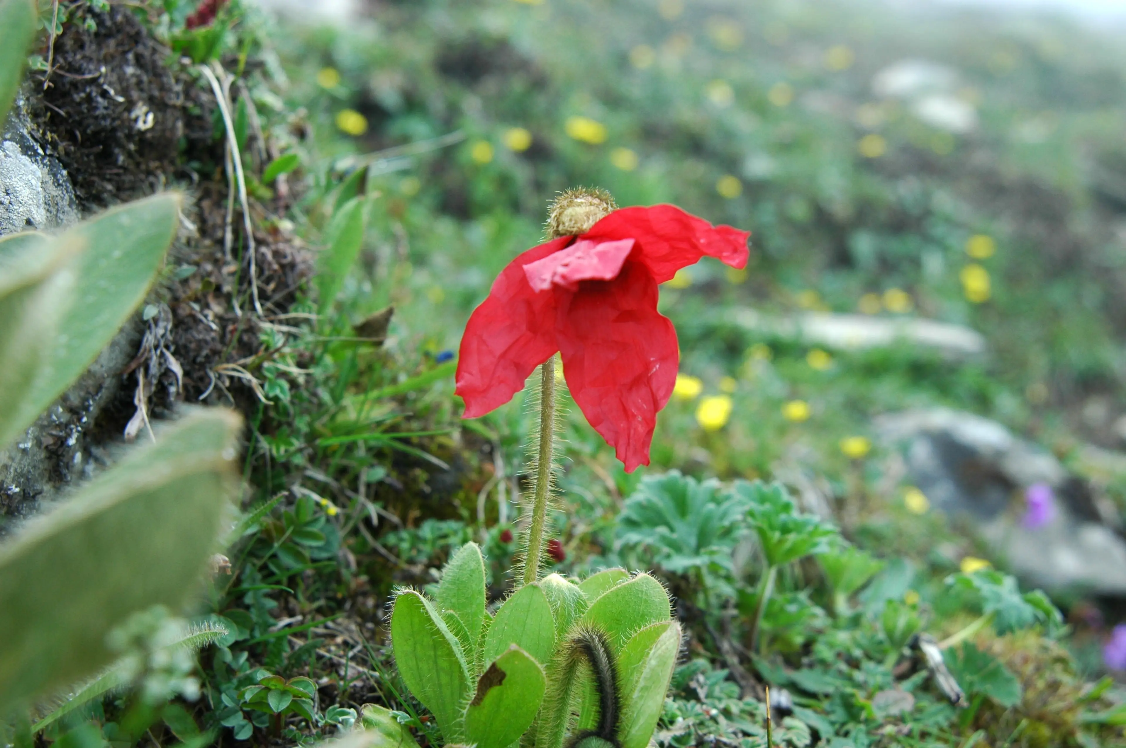 Meconopsis at Sichuan (3)