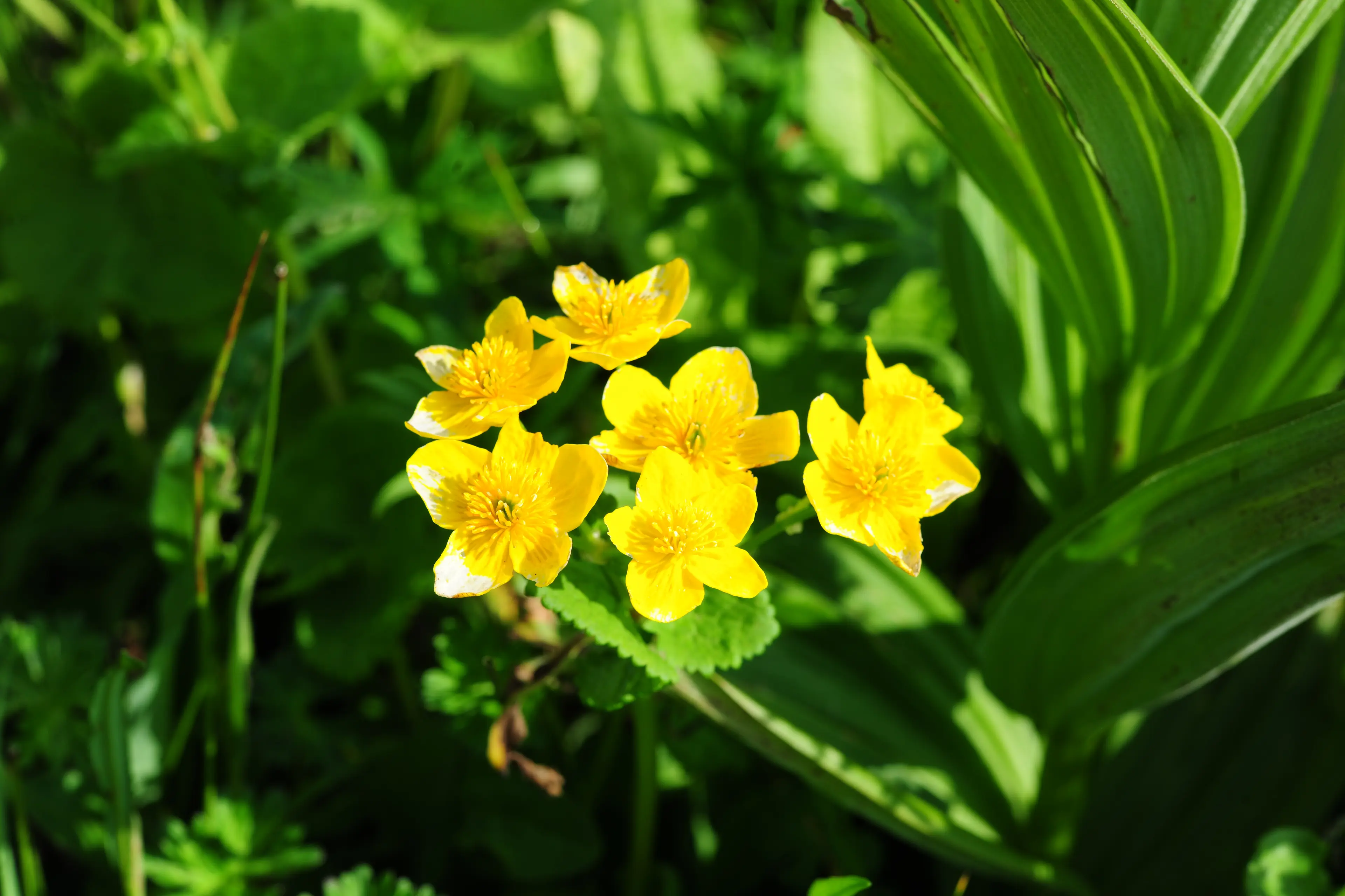 Wildflower at Sichuan (2)