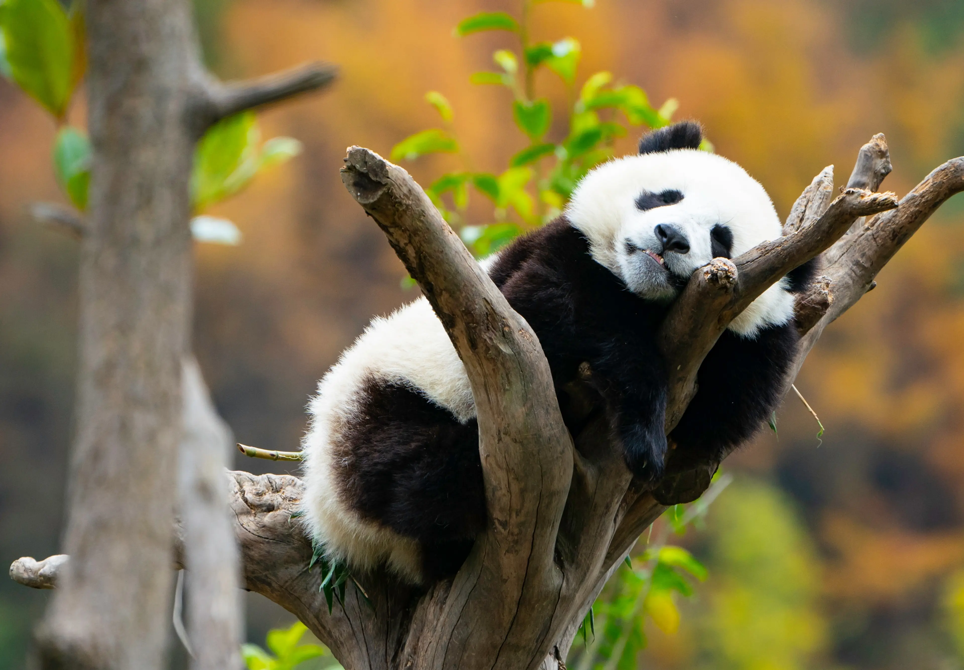 Giant panda at Wolong, juvenile