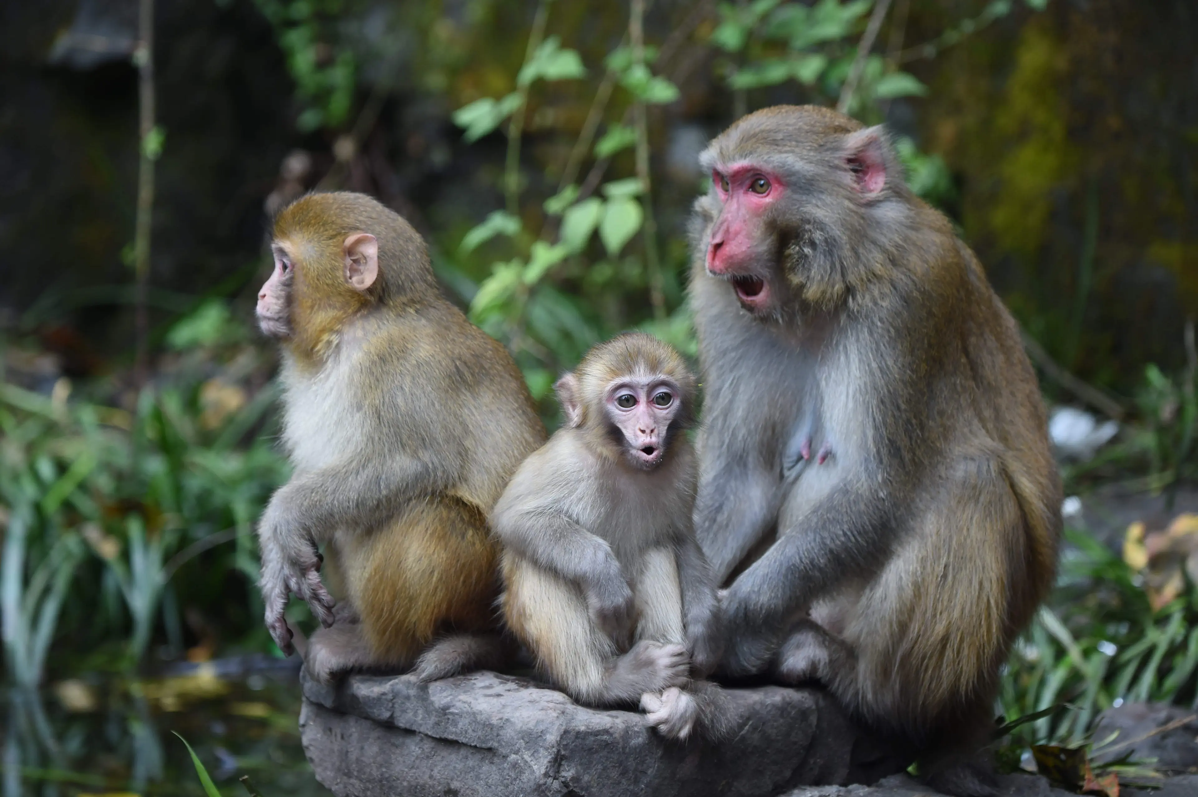 Rhesus macaque at Tangjiahe, family