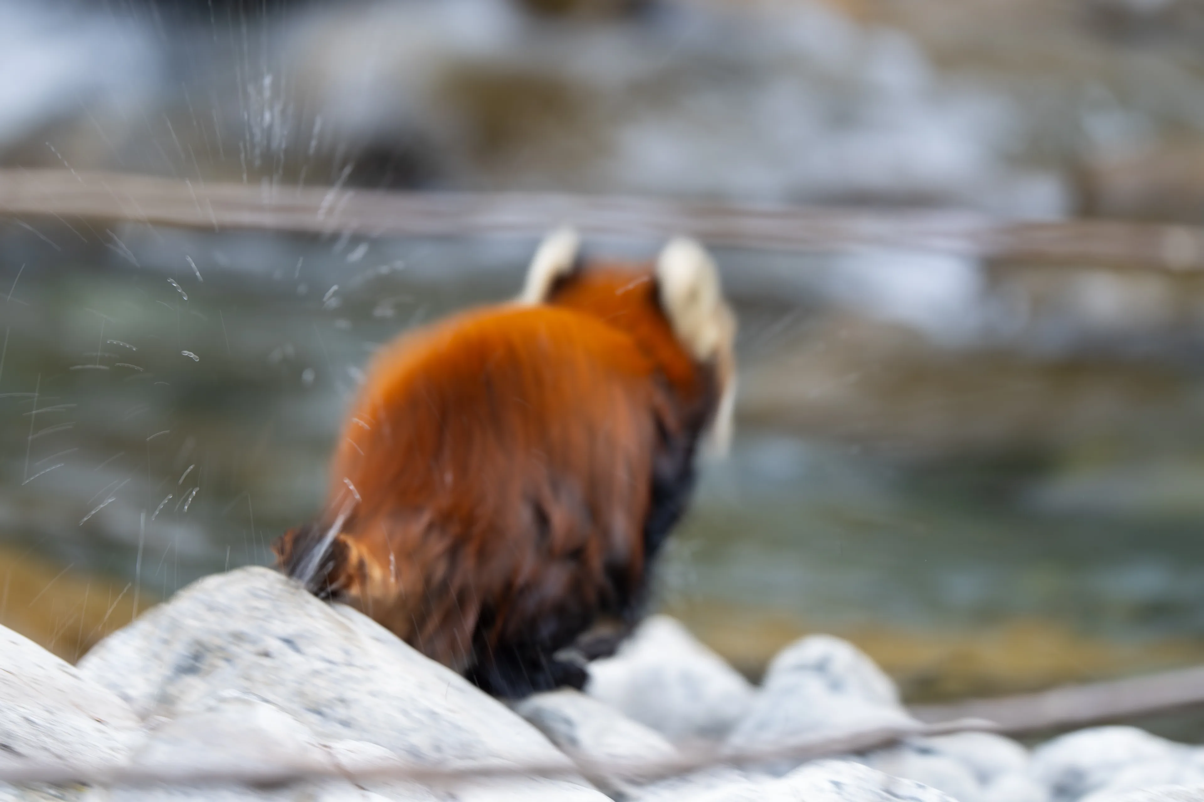 Red panda shaking water from its fur while standing on pale river rocks.