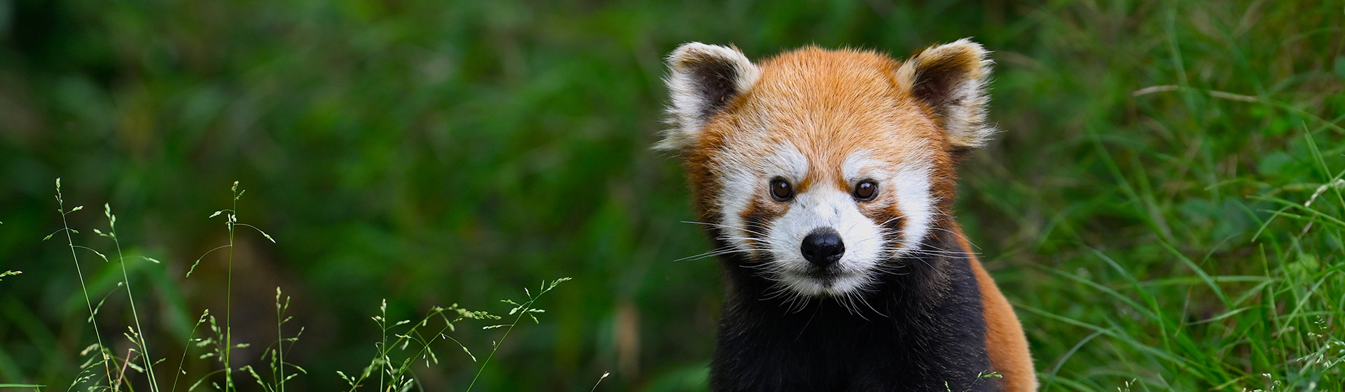 redpanda